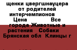 щенки цвергшнауцера от родителей интерчемпионов,   › Цена ­ 35 000 - Все города Животные и растения » Собаки   . Брянская обл.,Клинцы г.